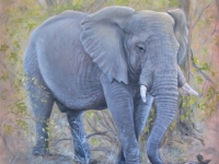 elephant-mma-small