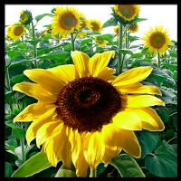 graphicill-sunflower
