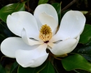 MagnoliaPlantation GardenMagnolia