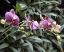 botanical-orchids