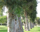 eucaliptus-trees