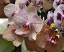 flower-orchids
