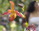 flowertiny-orchid