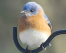 nature-blue-bird-profile