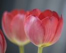red-tulip