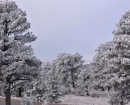 snow-on-trees