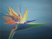 bird-of-paradiselg