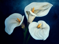 calilily-trio