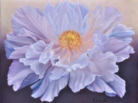 white-peonie