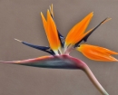 BirdofParadise