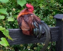 MagnoliaPlantation GardenRooster