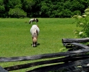 MagnoliaPlantation Ponies