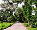 MagnoliaPlantation Road3 copy
