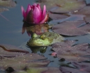 bullfrog