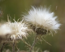 colorado-thistle