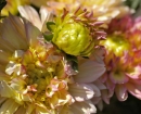 flower-dahlia