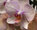 flower-orchid-b