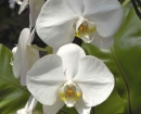 flower-white-orchids