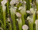 flowers-green-and-white