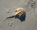 jekel-crab