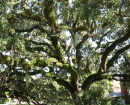 jekel-moss-tree