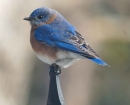 nature-blue-bird-post