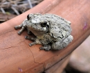 nature-little-toad