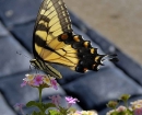 nature-tiger-swallowtail