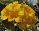 yellow-flower